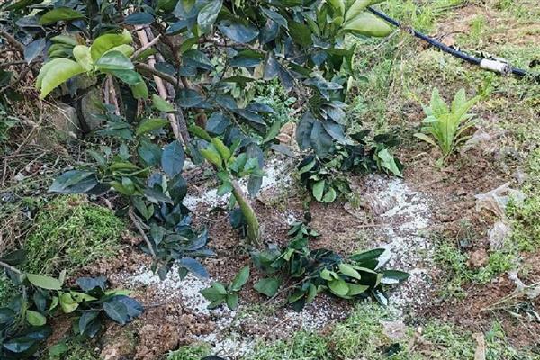 桔树怎样修剪才有桔子，剪完后要为其施加腐熟的有机液肥