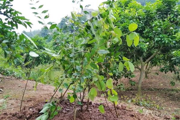 桔树怎样修剪才有桔子，剪完后要为其施加腐熟的有机液肥