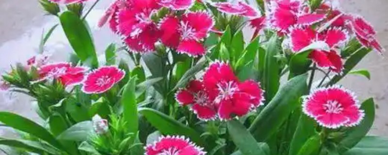 石竹怎么播种，浸种后再撒播