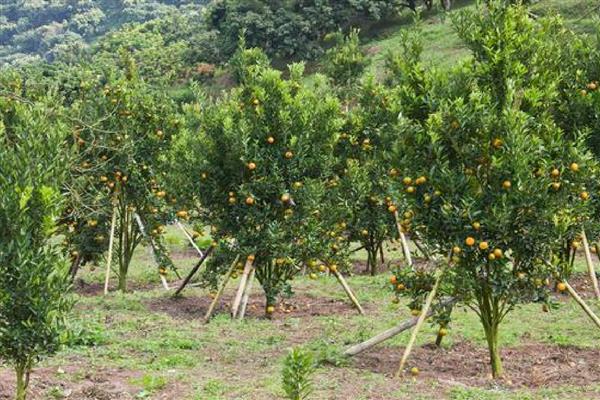 桔树怎样修剪才有桔子，剪完后要为其施加腐熟的有机液肥