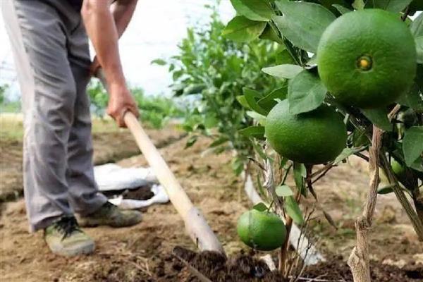 桔树怎样修剪才有桔子，剪完后要为其施加腐熟的有机液肥