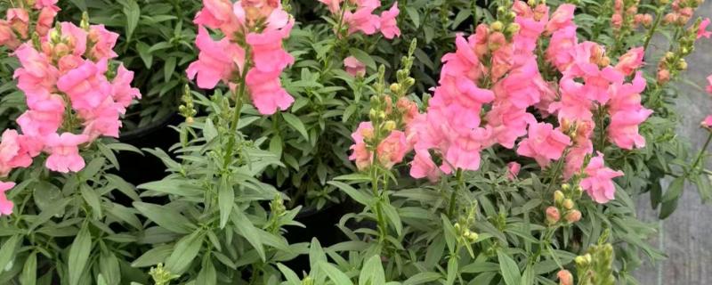 金鱼草的价值，具有观赏、装饰价值