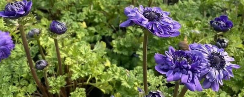 银莲花的养殖方法，生长期间需要保持土壤湿润