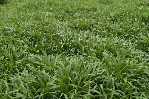 百喜草怎么养殖，每隔1-2天浇一次水