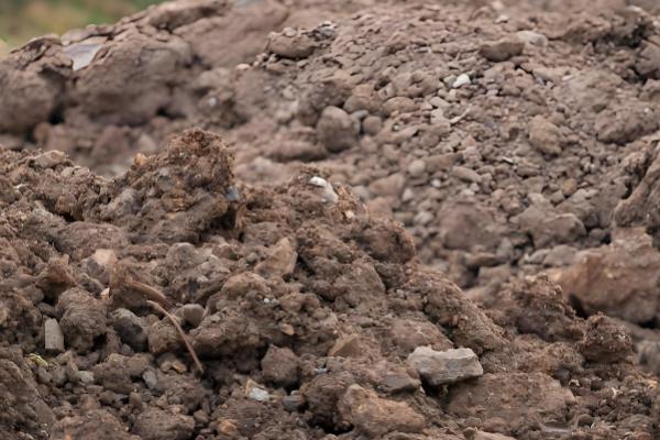 百喜草怎么养殖，每隔1-2天浇一次水