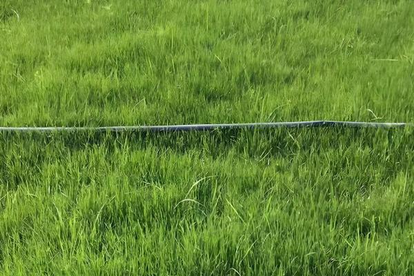 百喜草怎么养殖，每隔1-2天浇一次水