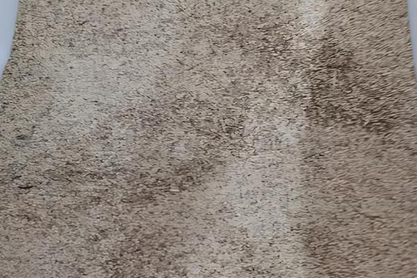 百喜草怎么养殖，每隔1-2天浇一次水