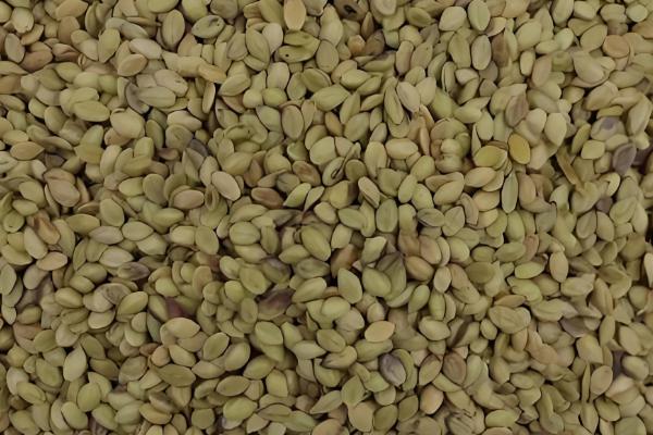 百喜草怎么养殖，每隔1-2天浇一次水