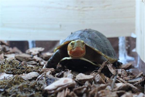 黄额闭壳龟会不会冬眠,在自然环境中从11月份开始冬眠