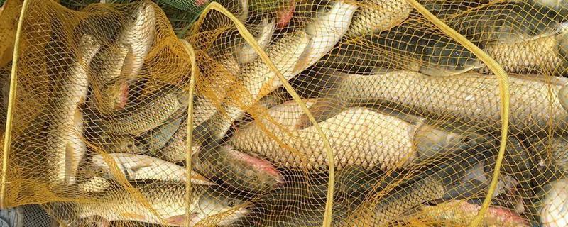 7月份钓草鱼用哪种饵料，首选青草、玉米粒等素饵