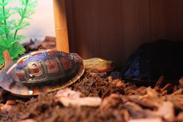 黄额闭壳龟会不会冬眠,在自然环境中从11月份开始冬眠