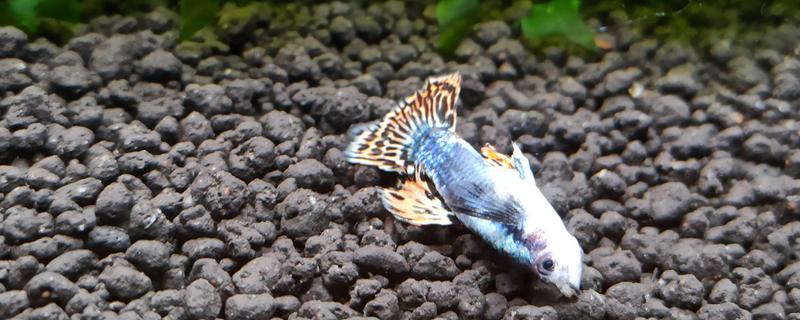 鱼肚朝上还活着的原因，说明它失鳔了