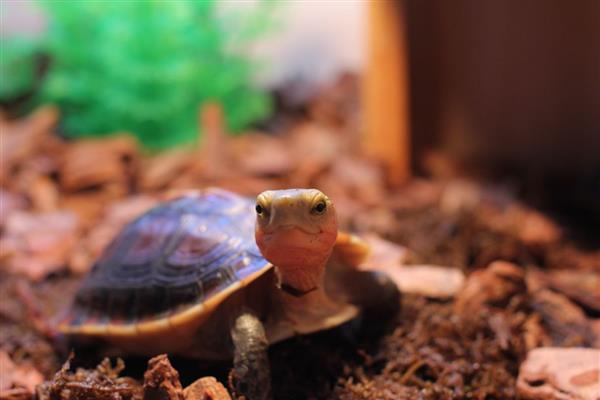 黄额闭壳龟会不会冬眠,在自然环境中从11月份开始冬眠