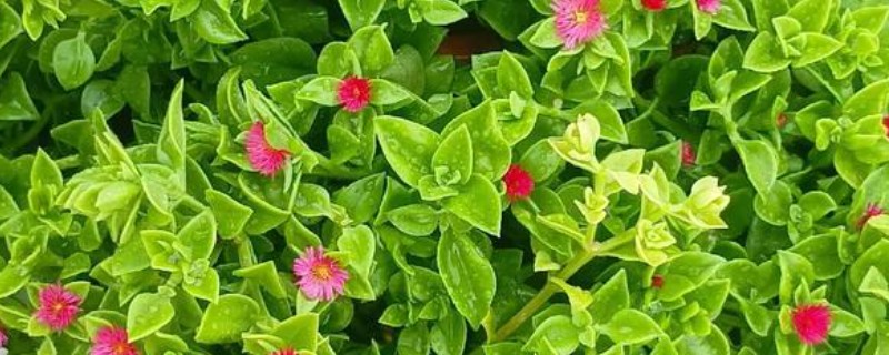 吃牡丹吊兰有哪些禁忌，不能与药同食