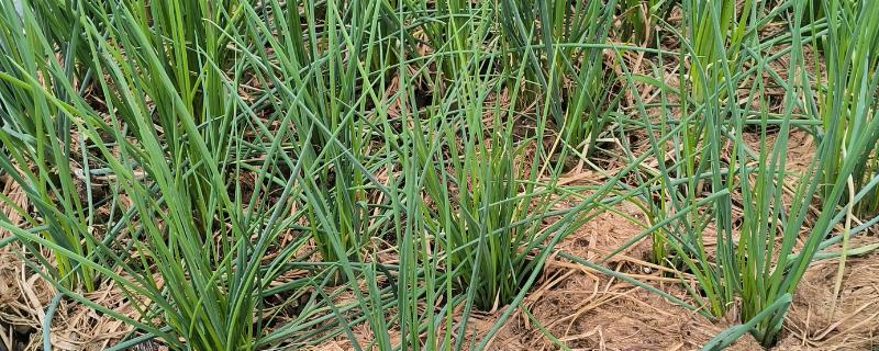 小葱长小黑虫如何处理，可以在植株附近点一盘蚊香