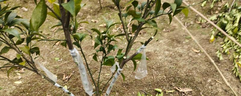 不嫁接的桔子树会不会结果，也是会结果的