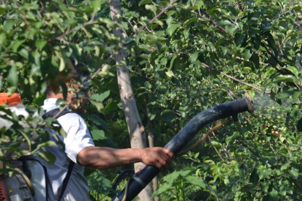 尿素肥有哪些作用，可以调节花量