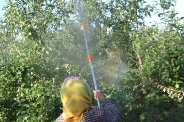 尿素肥有哪些作用，可以调节花量