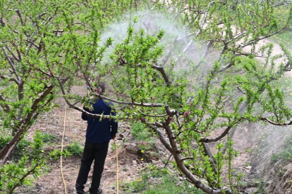 尿素肥有哪些作用，可以调节花量