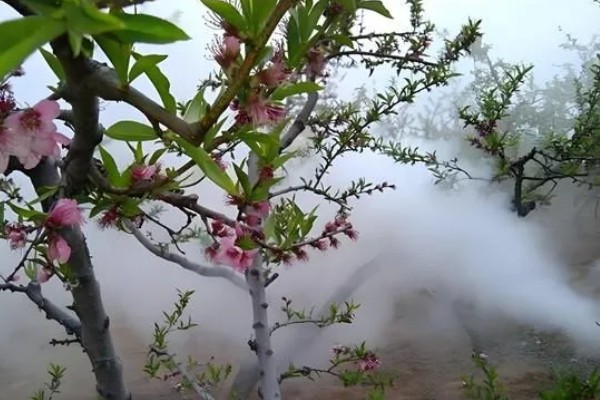 尿素肥有哪些作用，可以调节花量