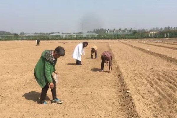 苦苣怎么种植,品种不同定植的密度应有所差异
