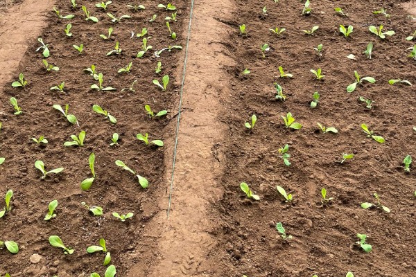 苦苣怎么种植,品种不同定植的密度应有所差异