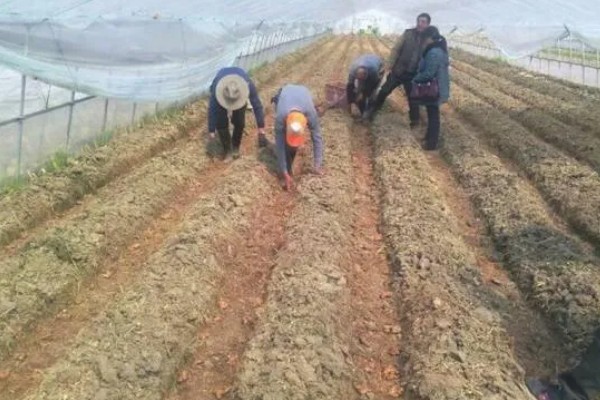 苦苣怎么种植,品种不同定植的密度应有所差异