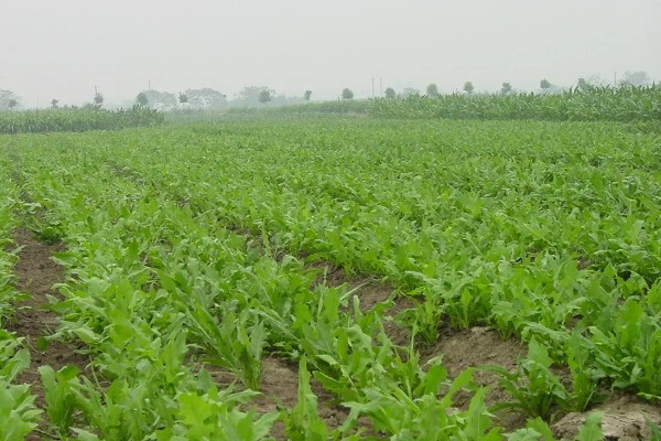 苦苣怎么种植,品种不同定植的密度应有所差异