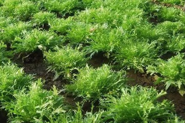 苦苣怎么种植,品种不同定植的密度应有所差异