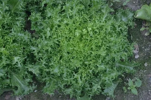 苦苣怎么种植,品种不同定植的密度应有所差异