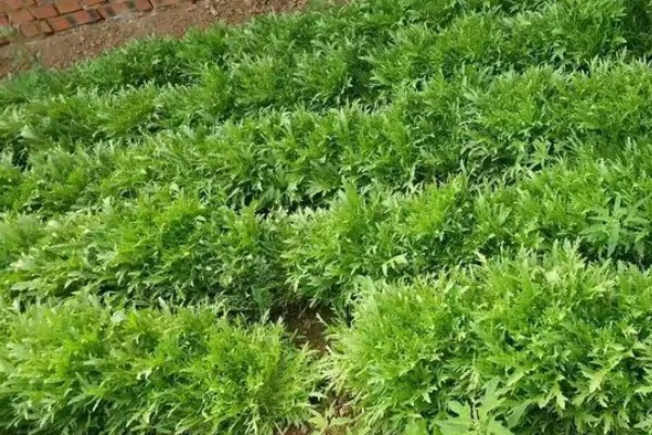 苦苣怎么种植,品种不同定植的密度应有所差异