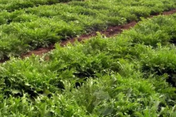苦苣怎么种植,品种不同定植的密度应有所差异