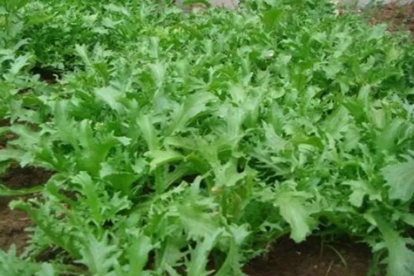 苦苣怎么种植,品种不同定植的密度应有所差异