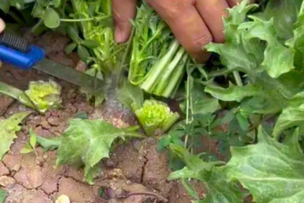 苦苣怎么种植,品种不同定植的密度应有所差异