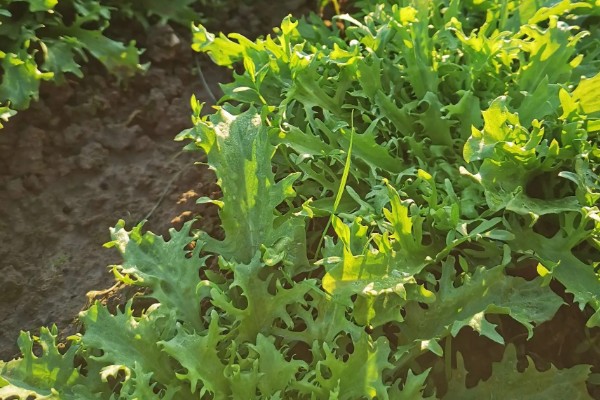 苦苣怎么种植,品种不同定植的密度应有所差异