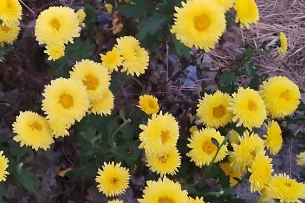 菊花十一月份可以栽活吗，十一月份不能栽活