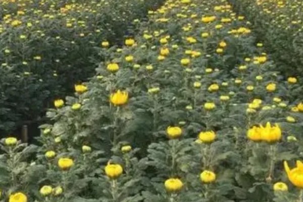 菊花十一月份可以栽活吗，十一月份不能栽活