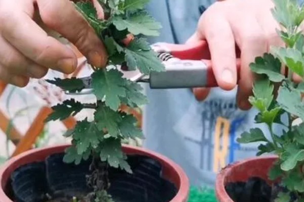 菊花十一月份可以栽活吗，十一月份不能栽活