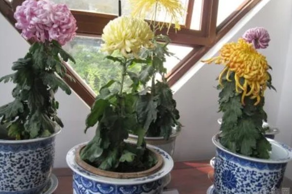 菊花十一月份可以栽活吗，十一月份不能栽活