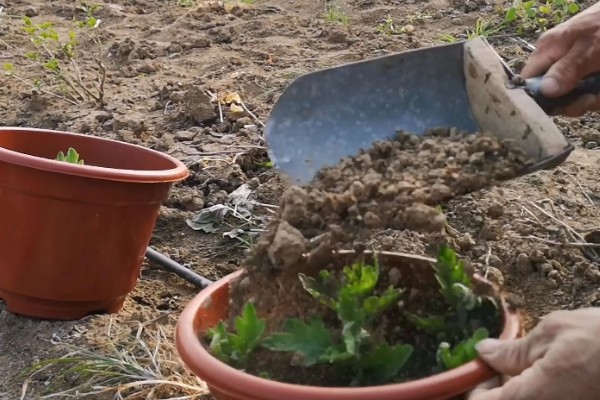 菊花十一月份可以栽活吗，十一月份不能栽活