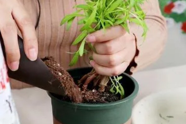 菊花十一月份可以栽活吗，十一月份不能栽活