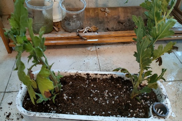 菊花十一月份可以栽活吗，十一月份不能栽活