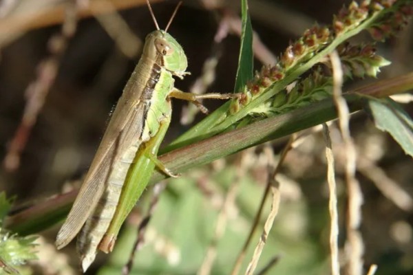 中华稻蝗的分布范围,北起黑龙江南至广东