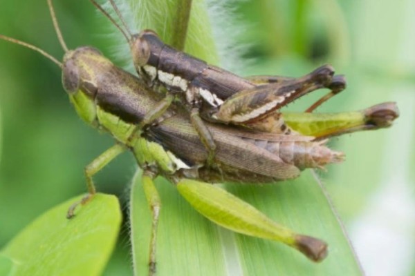 中华稻蝗的分布范围,北起黑龙江南至广东