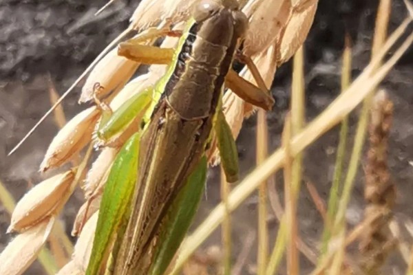 中华稻蝗的分布范围,北起黑龙江南至广东