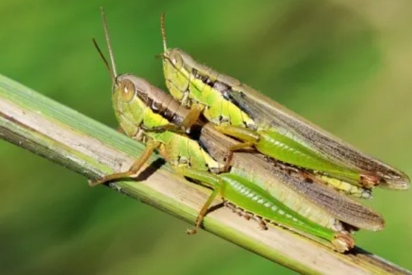 中华稻蝗的分布范围,北起黑龙江南至广东