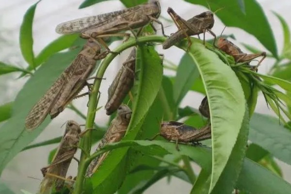 中华稻蝗的分布范围,北起黑龙江南至广东