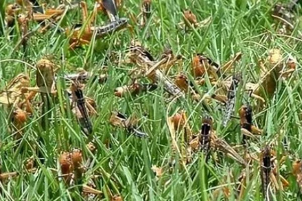 中华稻蝗的分布范围,北起黑龙江南至广东