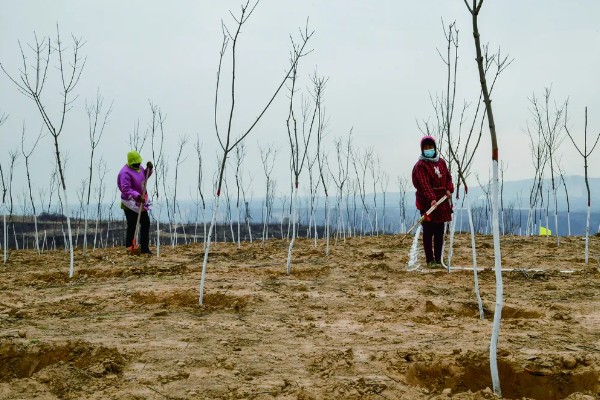 中华稻蝗的分布范围,北起黑龙江南至广东
