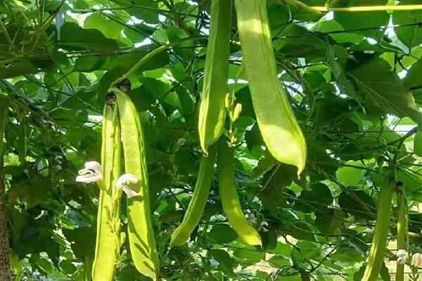 刀豆在几月份成熟，在3月份、7月份、9月份达到成熟期